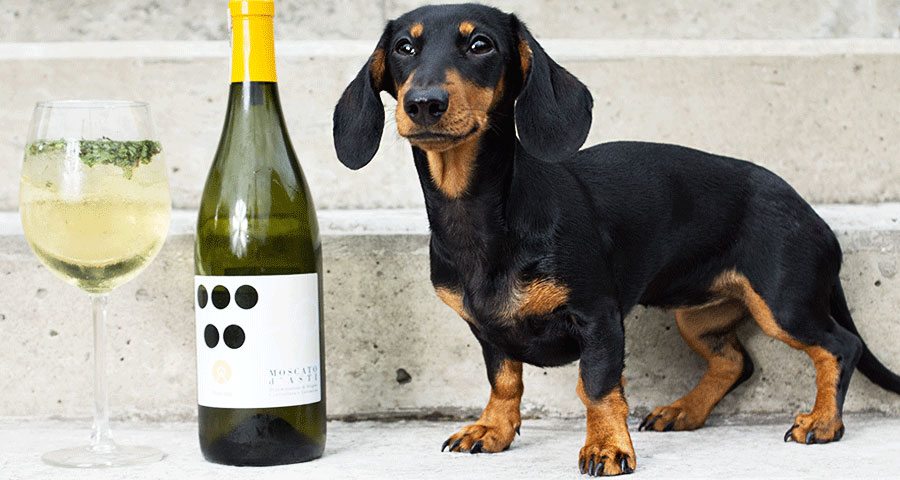 Finaler-Drink-1-mit-Hund-